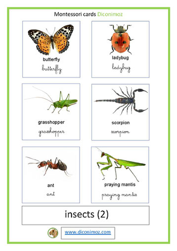 montessori cards insects 2 transparent