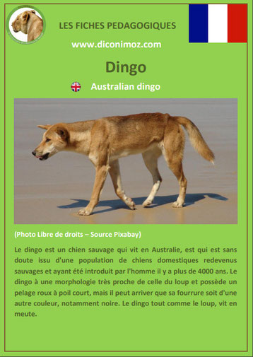 fiche animaux pdf australie dingo a telecharger et a imprimer