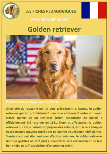 fiche chien pdf golden retriever labrador caractere origine comportement poil