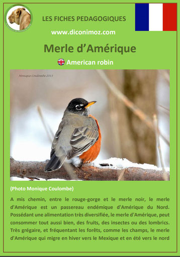 fiche animaux pdf merle amerique comportement taille poids habitat longevite alimentation