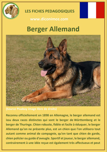 fiche animal animaux chien berger allemand comportement origine caractere sante