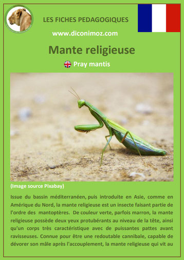 fiche animaux pdf insecte mante religieuse à telecharger et a imprimer