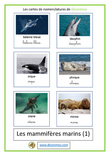 cartes de nomenclature ecriture cursive et scriptanimaux marins