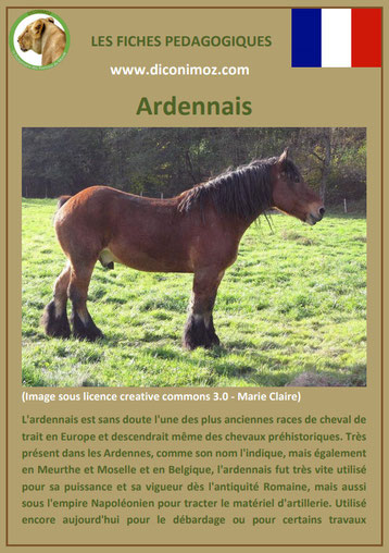 fiche cheval chevaux ardennais origine caractere comportement robe race