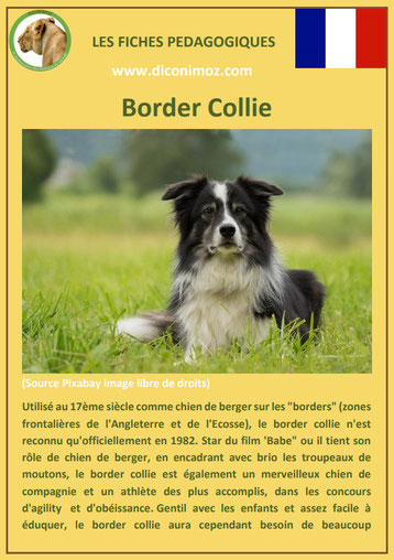 fiche chien pdf border collie caractere origine comportement poil