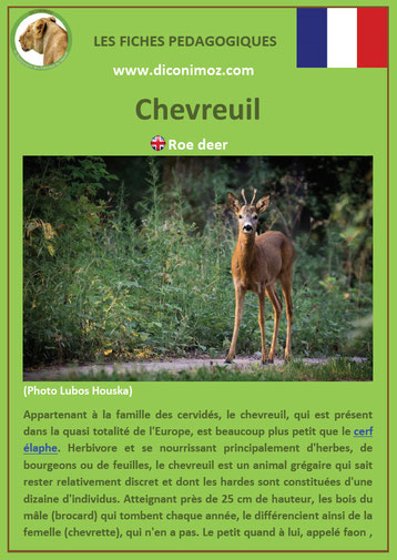 fiche animaux pedagogique pdf chevreuil a telecharger et a imprimer