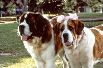 image film beethoven saint bernard