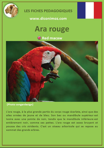 fiche animaux oiseaux pedagogiques ara rouge a telecharger et a imprimer