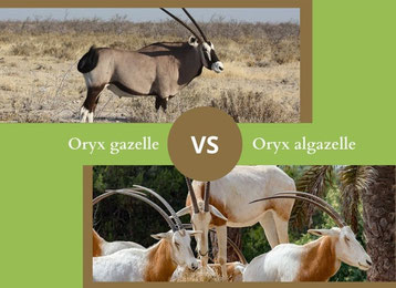 ne confondez plus l'oryx gazelle et l'oryx algazelle