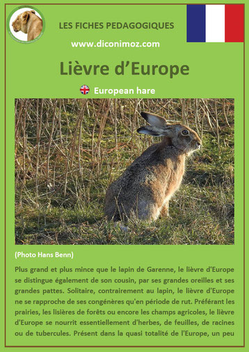 fiche animaux de nos forets pdf lievre europe a telecharger et a imprimer