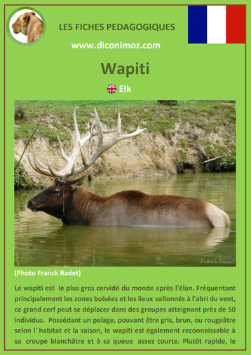 fiche animaux pedagogique canada quebec wapiti a telecharger et a imprimer