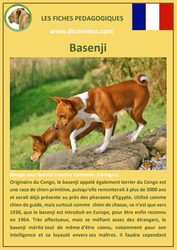 fiche chien race basenji origine comportement caractere