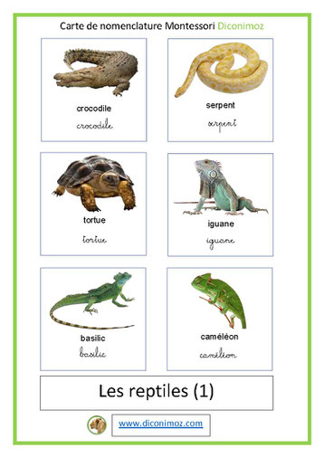 carte fiche de nomenclature français montessori ecriture cursive script les reptiles