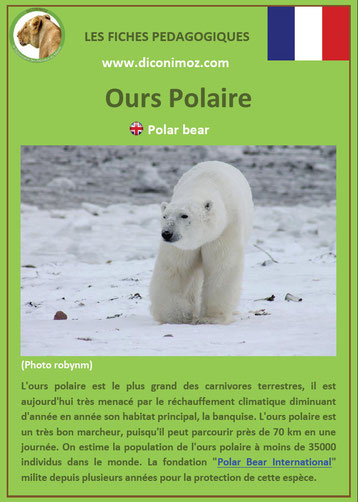 fiche animaux pdf ours polaire ursides