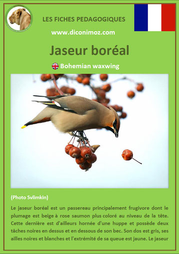 iche animaux pdf pedagogique oiseaux jaseur boreal a telecharger et a imprimer