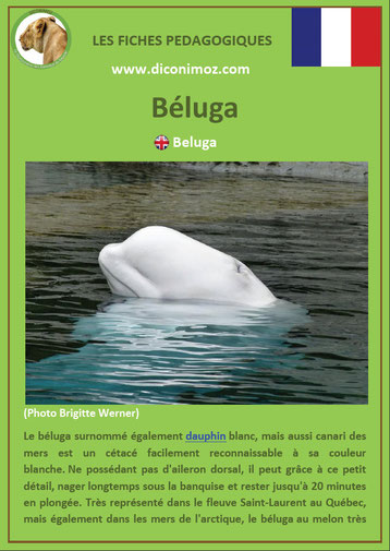 fiche animaux pdf beluga mammiferes marin a telecharger et a imprimer