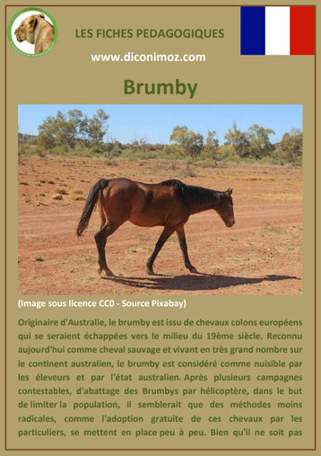 fiche cheval chevaux brumby australien origine caractere comportement robe race