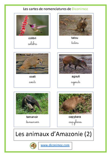 carte fiche de nomenclature  français animaux amazonie ecriture cursive script