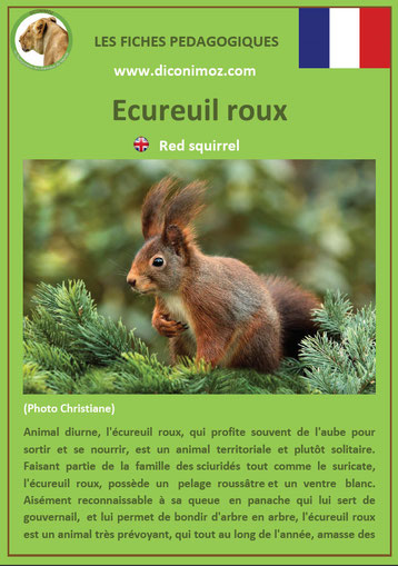 fiche animaux ecureuil roux taille poids habitat longevite repartition comportement