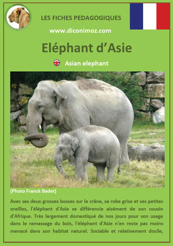 fiche animaux pdf asie elephant à telecharger et a imprimer