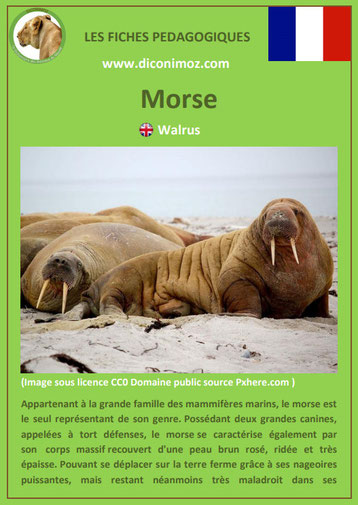 fiche animaux pedagogiques mammiferes marins pdf dauphin morse a telecharger et a imprimer