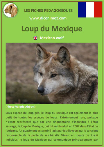 fiche animaux pdf pedgogique loup du mexique a telecharger et a imprimer