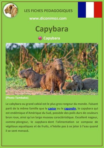 fiche animaux amazonie pdf pedagogique capybara cabiaï a telecharger et a imprimer