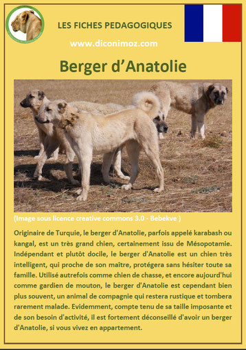 fiche chien pdf pedagogique berger d'anatolie origine caractere comportement