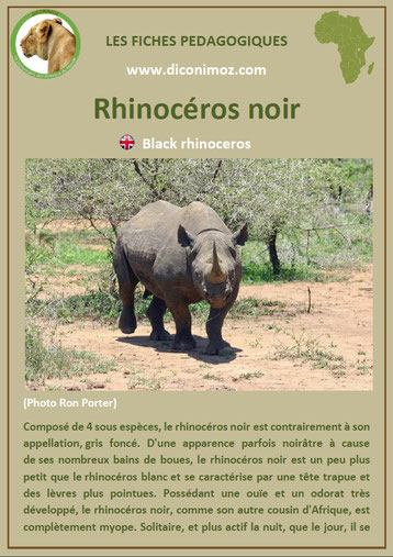 fiche animaux pedagogique pdf afrique rhinoceros noir a telecharger et a imprimer