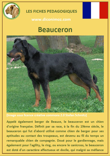 fiche animal animaux chien beauceron comportement origine caractere sante