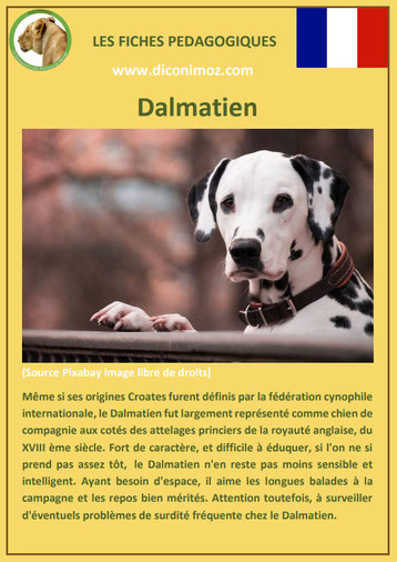 fiche pedagogique animaux animal de compagnie chien dalamtien caractere origine