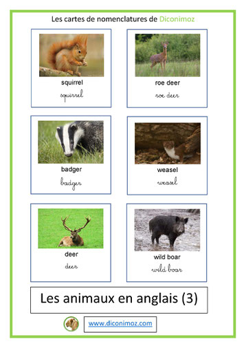 carte nomenclature animaux en anglais