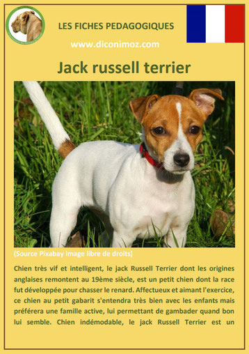 fiche chien pdf jack russel terrier caractere origine comportement poil