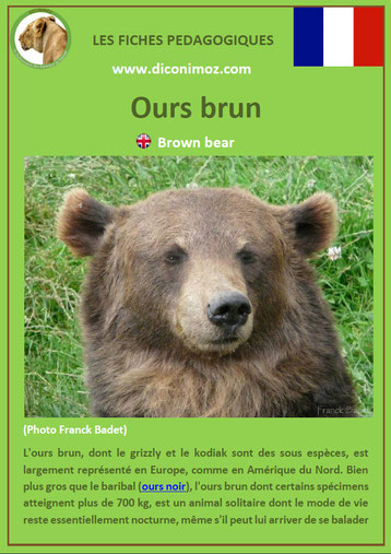 fiche animaux pdf ours brun ursides