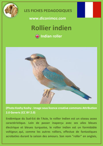 iche animaux animal pedagogique oiseaux pdf rollier indien ecole primaire college svt