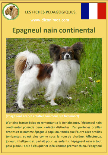 fiche chien race epagneul nain continental phalene papillon caractere origine comportement poil sante