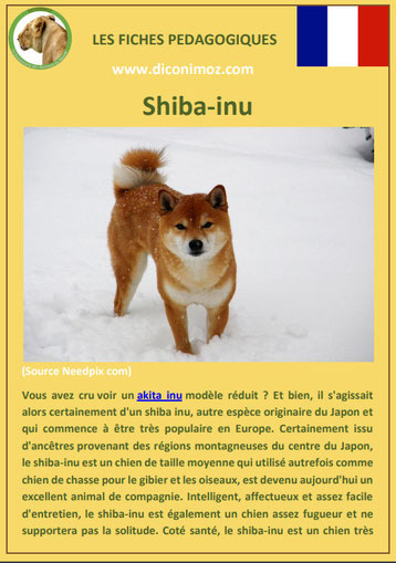 fiche chien pdf race shiba inu comportement origine caractere soin poil