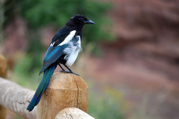 chant cri pie bavarde oiseaux