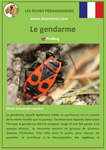 fiche animaux pdf insecte gendarme à telecharger et a imprimer