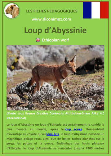 fiche animaux pdf pedgogique loup abyssinie a telecharger et a imprimer