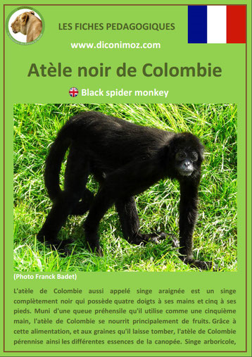 fiche animaux pdf singes atele noir de colombie