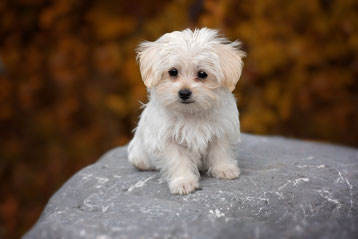 animaux domestiques