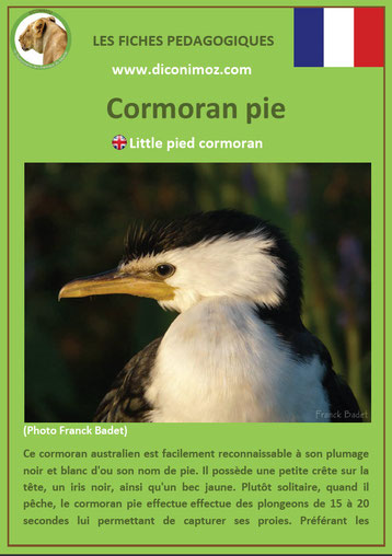 fiche animaux pdf pedagogique oiseaux cormoran pie a telecharger et a imprimer