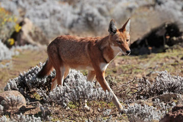 liste des canides et des chiens renard loup