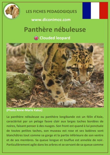 fiches animaux pdf pedgogique felins panthere nebuleuse longibande a telecharger