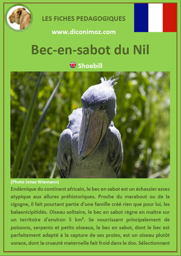 iche animaux pdf pedagogique oiseaux bec en sabot a telecharger et a imprimer