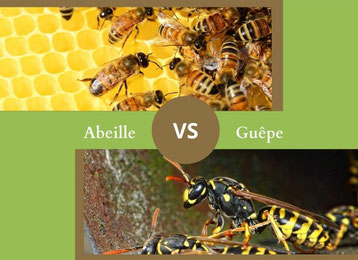 ne confondez plus l'abeille et la guepe