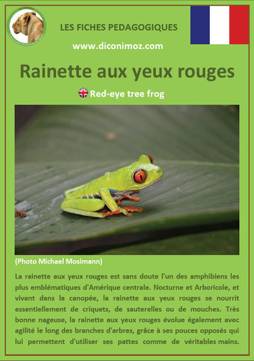 fiche animaux reptile pdf rainette yeux rouges à telecharger et a imprimer