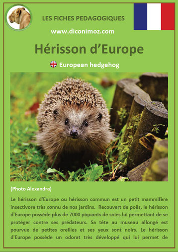 fiche animaux de nos forets pdf herisson a telecharger et a imprimer