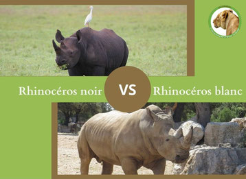 ne confondez plus le rhinoceros noir et le rhinoceros blanc